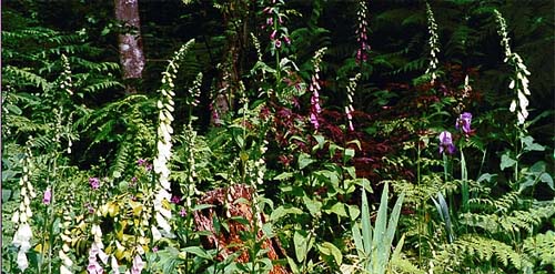 Foxglove ferns woods