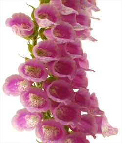 red foxglove