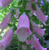 foxglove digitalis purple bloom