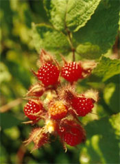 raspberries