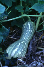 Zucchini