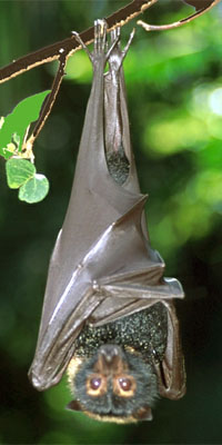 A Bat Hangs Upside Down